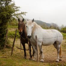 Des chevaux pour pâturer