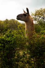 Un lama pour pâturer des pelouses sèches